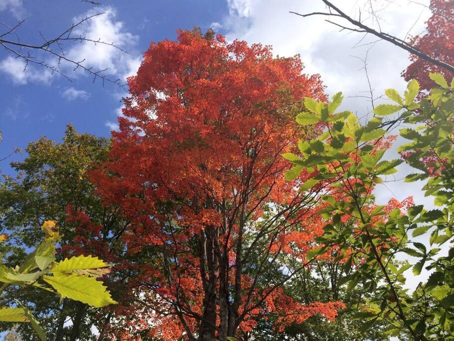 乗鞍高原の宿テンガロンハットb&Btengallonhat Matsumoto Dış mekan fotoğraf
